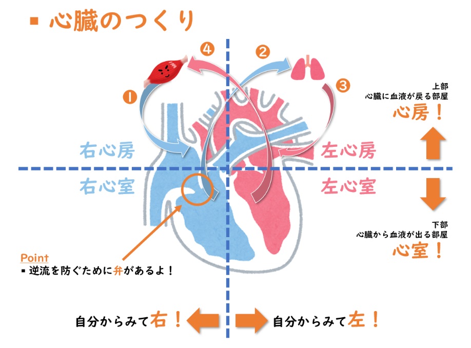 中2理科 血液成分 血流 心臓のつくり を例題と練習問題でわかりやすく解説 家庭教師のlaf